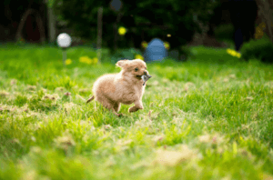 Pomchi biega po trawie.