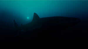 Rekin w otchłani, może to rekin wielkogębowy