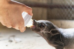 10 ras świń (i ich cechy charakterystyczne)