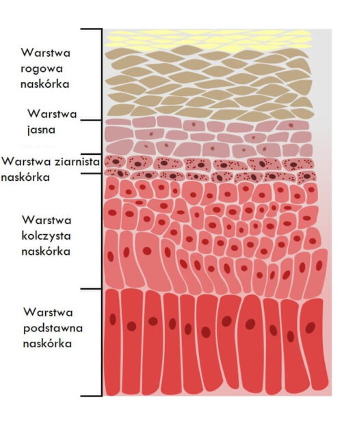 Warstwy skóry
