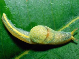 Dowiedz się wszystkiego o ślimaku ninja