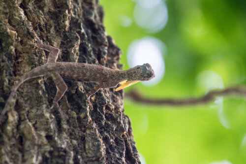 Smok latający, 20 egzotycznych zwierząt domowych, które wyglądają jak smoki.