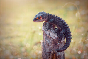 Tribolonotus gracilis, scynk krokodylowy, 20 egzotycznych zwierząt domowych, które wyglądają jak smoki.