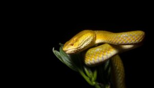 Żararaka wyspowa. Cykl artykułów z serii wyspy zamieszkane przez zwierzęta.