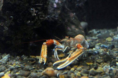 Nephrops norvegicus, homarzec