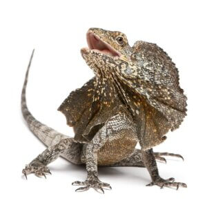 Agama kołnierzasta, z rodziny agamowate