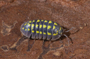 Czerwiec kaktusowy – poznaj 7 ciekawostek