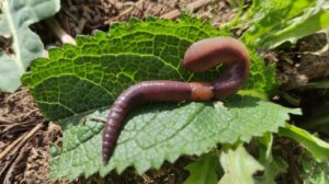 Dżdżownice: siedlisko, charakterystyka i rozmnażanie