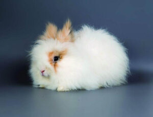 Królik angora: Wszystko, co musisz wiedzieć