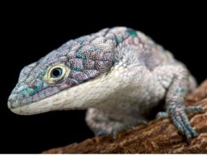 Zdjęcie przedstawia jaszczurkę.