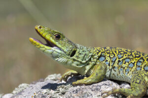 Jaszczurki perłowe są wszystkożerne.