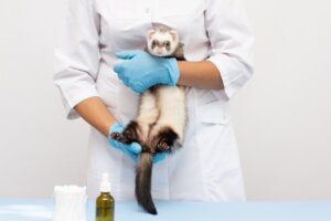 Choroby fretek, przyczyny i zapobieganie