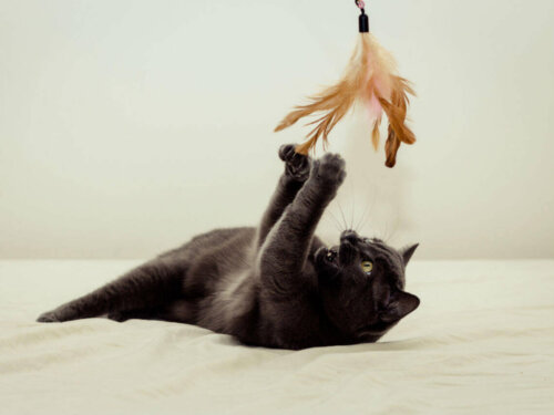 Kot bawi się piórem, dzięki temu poddaje się stymulacji,