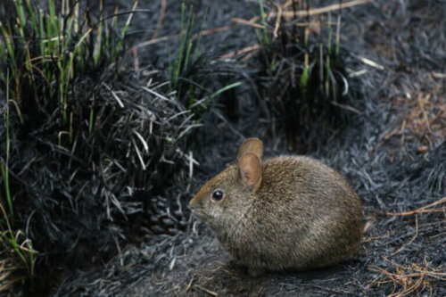 Króliczak wulkaniczny: siedlisko, charakterystyka, żywienie i rozmnażanie