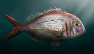 Ciekawostki o morleszu