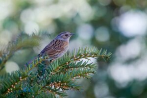 Płochacz na sośnie