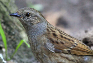 Płochacz – 5 ciekawych faktów