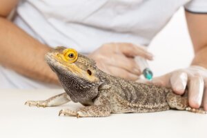Pogona u weterynarza bierze zastrzyk