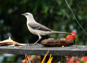 Przedrzeźniacz północny i jego wspaniała pieśń