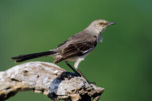 Przedrzeźniacz północny