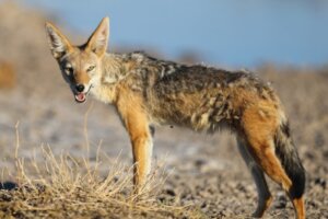 7 ciekawych faktów o szakalach