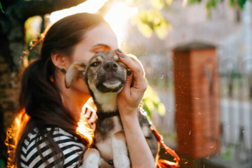 Zalecenia dotyczące adopcji dorosłego psa
