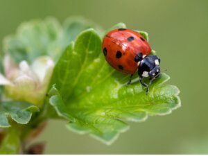 Biedronka siedmiokropka