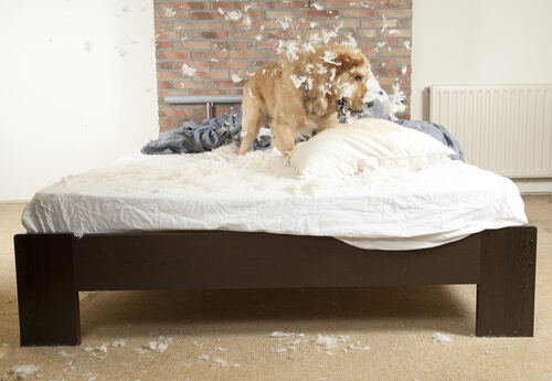 Rozszarpana poduszka i pies. To lak separacyjny.