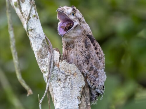 5 ciekawostek o ptakach nyctibius