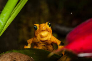 Ropucha Kihansi: siedlisko, charakterystyka i ochrona