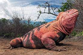 Rodzaj różowych legwanów