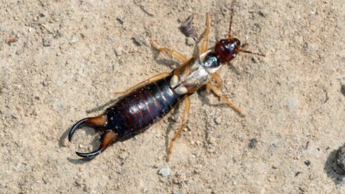 Skorka pospolita, szczypawa.