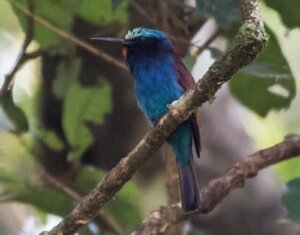 Żołna szafirowa – oto 7 ciekawostek