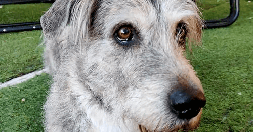 Odkryłem, że mój pies boi się wystrzałów: oto co robić