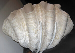 Przydacznia olbrzymia