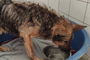 Lucky maltretowany pies