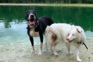 Suczka z niemym psem, zwanym Plum.