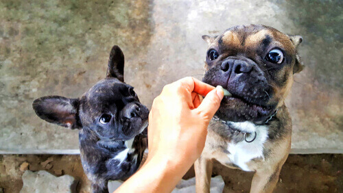 Przekąski, smakołyki dla psów.