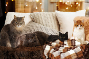 Czy znasz przybliżony wiek swojego kota?