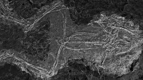 Skamieniałości żaby