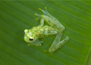 Tajemnice przezroczystości szklanych żab