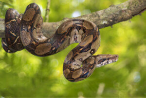 Boa constrictor melanogaster