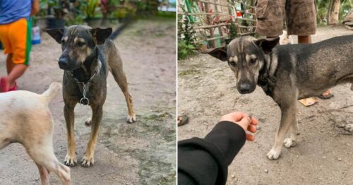 Nie przestawał szczekać, dopóki motocyklista nie podjechał za nim do dziecka