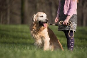 Pielęgnacja sierści Golden retrievera i porady