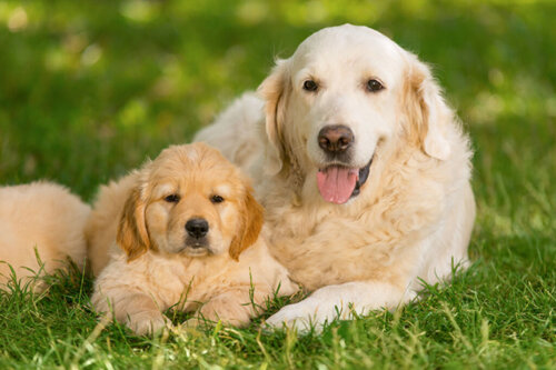 Jak duży będzie Twój szczeniak?
