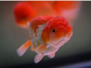 Karaś chiński: siedlisko, charakterystyka i pielęgnacja