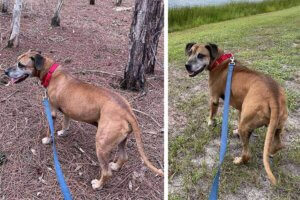 Pies, który przez 8 lat czekał na adopcję w schronisku.