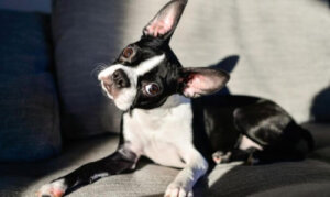 Dlaczego obcinanie psom ogona jest niebezpieczne?