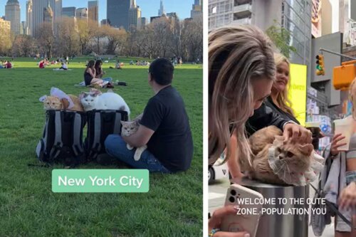 Ten człowiek podróżuje po świecie ze swoimi trzema kociakami, które są sensacją wszędzie, gdzie się znajdą.