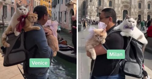 Podróżuje po świecie ze swoimi trzema kociakami, cieszą się pięknymi krajobrazami.